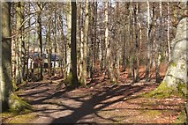 NT2439 : Woodland at Craigerne by Jim Barton