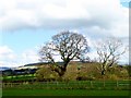 Farmland at Inglewhite