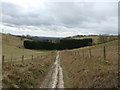 Plantation near Woodale Farm