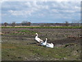 Geese near Snape House Farm