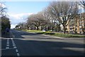 Daffodils, Great Western Road