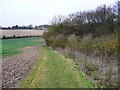 Bridleway past Minsden Chapel Plantation