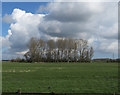 Trees by Watton Beck