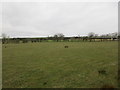 Grassland near Harelawhole