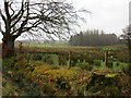 View towards Birney Wood