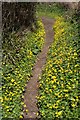 Lesser Celandine on footpath to Bothenhampton