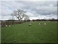 Sheep grazing near Brougham Castle