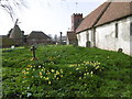 Daffodils in St Mary