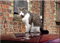 NS5667 : Cat on a car roof by Thomas Nugent