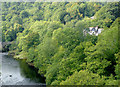 Woodland by the River Dee near Trevor, Wrexham