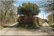 SX1861 : Fork in the lane, West Trevillis by Derek Harper