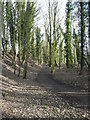 Footpath, Ballingdon, Sudbury