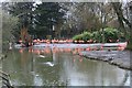 SJ4170 : Flamingo pool, Chester Zoo by Richard Hoare