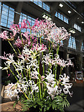 TQ2978 : Nerines at Royal Horticultural Hall, London, SW1 by Christine Matthews