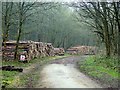 Log piles in Gorse Covert