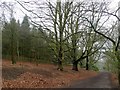 SK5750 : Winter trees in Burntstump Country Park by Graham Hogg