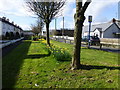 Daffodil display along Breezemount Park