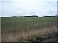 Young crop field off Langley Lane