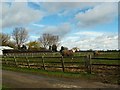 SJ7365 : Horses, Jones's Lane, Sproston by Stephen Craven