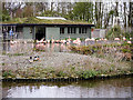 SD4314 : Flamingo Pool and Pen at Martin  Mere by David Dixon