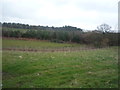 Grazing towards Waterfall Wood