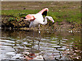 SD4214 : Greater Flamingo (Phoenicopterus roseus) by David Dixon