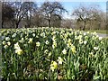 Daffodils in Victoria Park