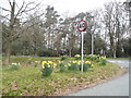 Daffodils on the green, Chelwood Gate