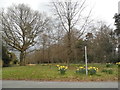 Daffodils on the green, Chelwood Gate