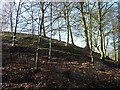 Trees near summit of Balgay Park