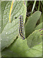 Striped caterpillar