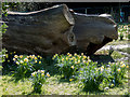 Daffodils, Trent Park, London N14