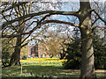 Daffodils, Trent Park, London N14