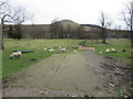 Spring lambs, Falkland Estate