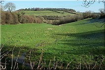 ST7158 : Field in valley by White Ox Mead Lane by Derek Harper
