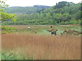 Horses grazing on the Mawddach marshes