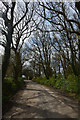 Torridge : Country Lane