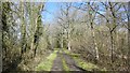 Path into Wallfield Copse