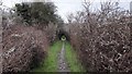 Narrow Footpath