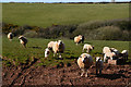 Torridge : Grassy Field & Sheep