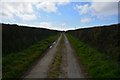 Torridge : Country Lane