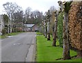 Pollarded trees on Cemetery Road, Kirriemuir