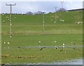 Gulls, oyster-catchers and sheep in soggy pasture