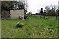 Daffs and Shacks by Stratton Audley Park