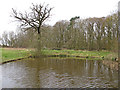 Pond next to Little Bendysh Wood, Radwinter