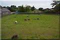 Sheep grazing by Matlock Rd