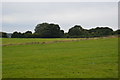 Farmland by Matlock Rd