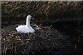 SJ9600 : Swan on the Wyrley & Essington Canal by Stephen McKay