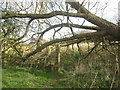 Fallen tree on the path west of Low Snape Farm