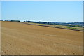 Stubble, Barham Downs